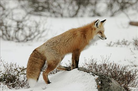 成年,红狐,狐属,曼尼托巴,加拿大,岸边,哈得逊湾