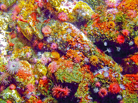 珊瑚虫简笔画彩色图片