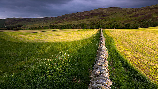 草场,石墙,苏格兰边境,苏格兰,英国,欧洲