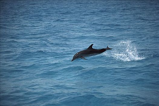 大西洋点斑原海豚,花斑原海豚,跳跃,水,巴哈马,加勒比海