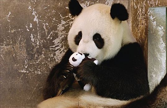 大熊猫,俘获,新生,学习,亲情,技能,玩具,幼兽,拒绝,2003年,2004年,新,卧龙自然保护区,中国