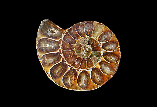 化石,蜗牛,切片