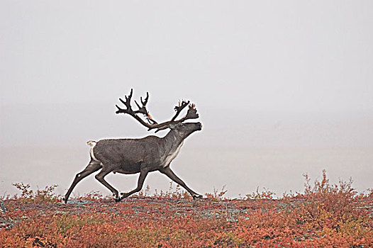 驯鹿属,靠近,白鲑,湖,加拿大西北地区,加拿大