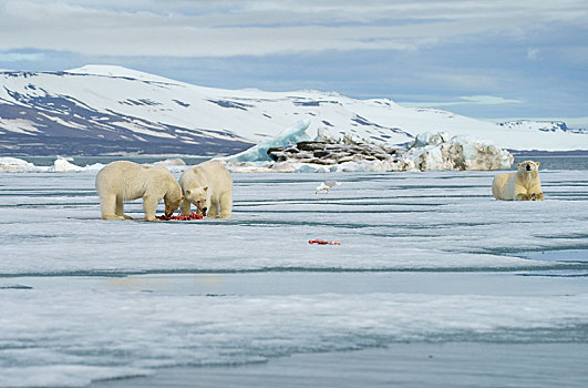 北极熊,小动物,进食,畜体,捕获,海豹,雪地,动物,背影,斯瓦尔巴特群岛,挪威,北极,欧洲