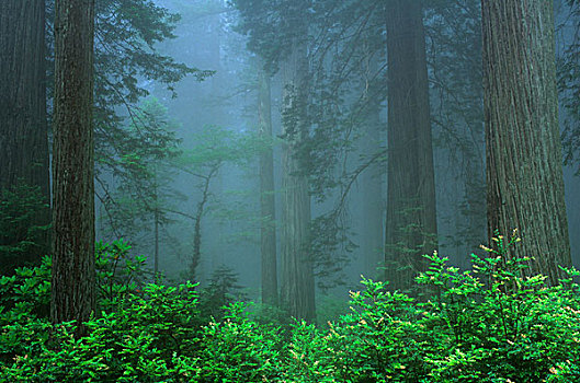 早晨,树林,加利福尼亚,美国