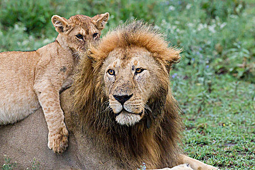 雌性,幼兽,卧,上面,休息,父亲,成年,雄性,狮子,看,靠近,摄影,正面,侧面,恩戈罗恩戈罗,保护区,坦桑尼亚