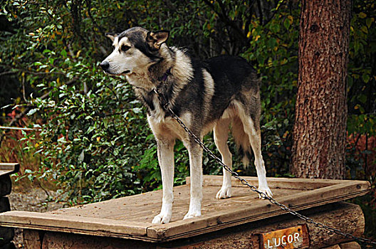 阿拉斯加,哈士奇犬,德纳里峰国家公园,美国