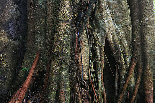 马来西亚穆鲁山国家公园热带雨林树木的板根