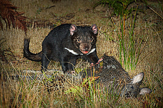 袋獾,大灰袋鼠,灰袋鼠,畜体,靠近,河,区域,致命,脸,肿瘤,西部,塔斯马尼亚,澳大利亚