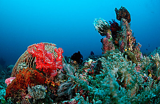 珊瑚礁,科莫多,印度洋,印度尼西亚