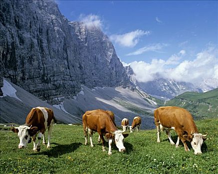 牛,提洛尔,奥地利