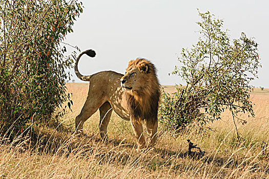 狮子,雄性,标记,灌木,马赛马拉,肯尼亚,非洲