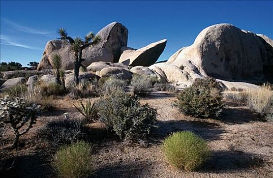石头,约书亚树,国家公园,加利福尼亚,美国,北美