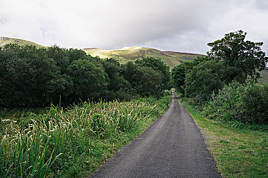 乡村,一个,道路,靠近,爱尔兰