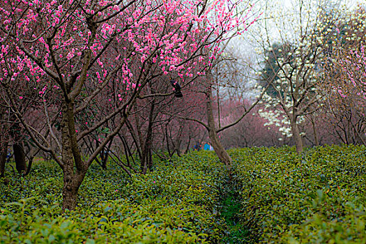 梅花,花朵,梅园,春天,报春