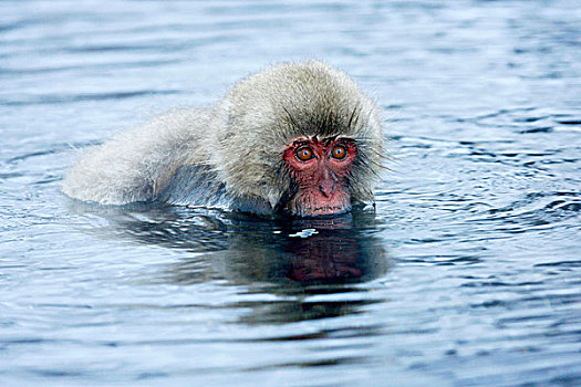日本猕猴,湖,雪猴