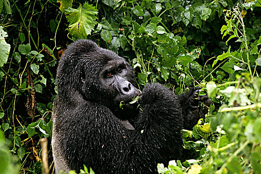乌干达,山地大猩猩,进食