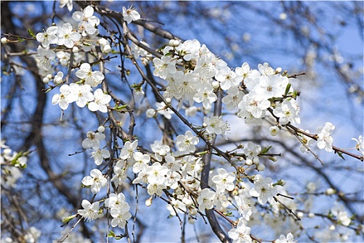 白色,苹果花,盛开,春天