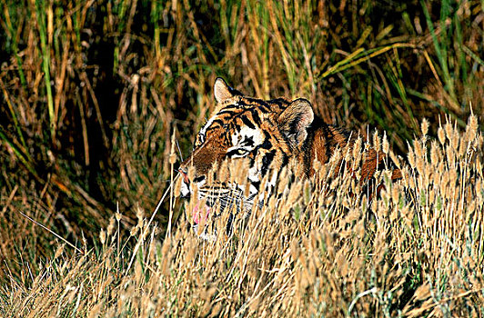 孟加拉虎,虎,成年,保护色,高草