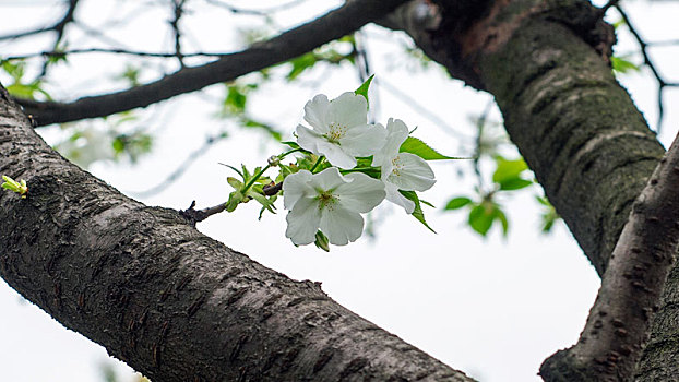 樱花