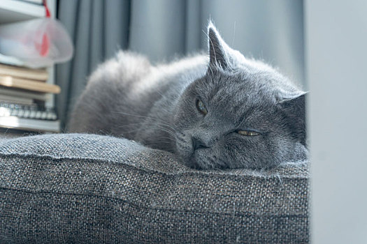 一只在窗边休息的灰色短毛可爱小猫
