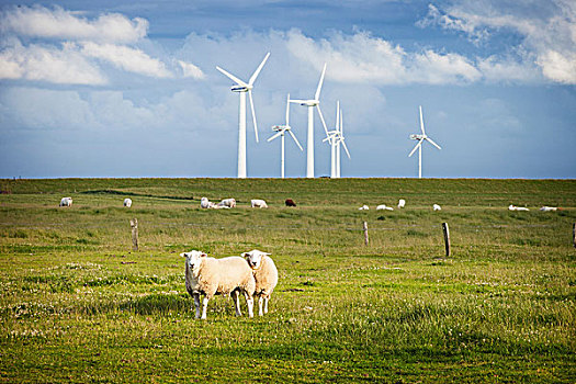 绵羊,地点,风电场,德国