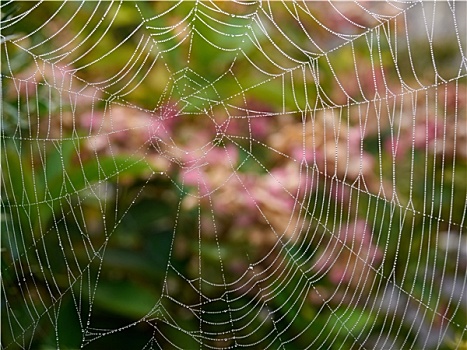 蜘蛛网,露珠