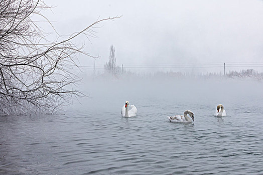 天鹅,尤鼻天鹅,温泉游泳,天鹅湖,雾气