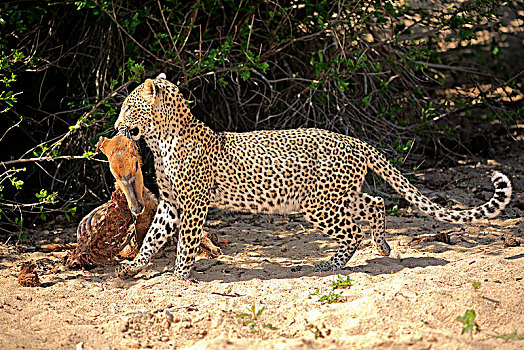 豹,成年,捕食,喂食,沙子,禁猎区,克鲁格国家公园,南非,非洲