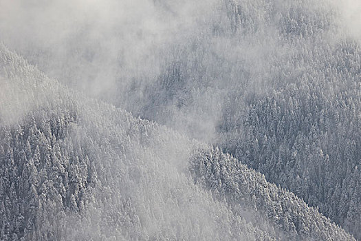 树林,雾,冬天,奥地利,提洛尔,山