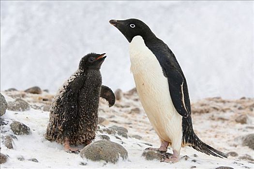 阿德利企鹅,幼兽,一个,南极
