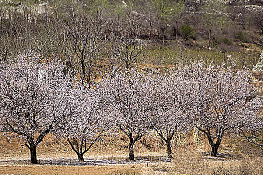 一排盛开的杏花树