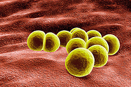金黃色葡萄球菌,细菌,插画
