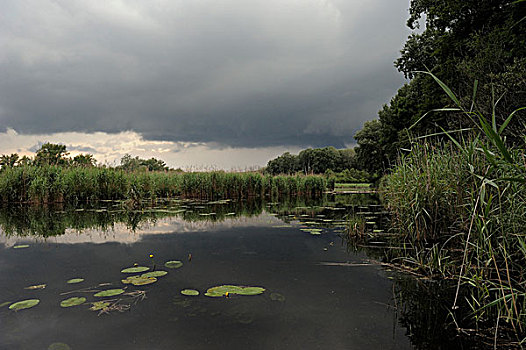 雷暴,接近,多瑙河,湿地,国家公园,下奥地利州,奥地利,欧洲