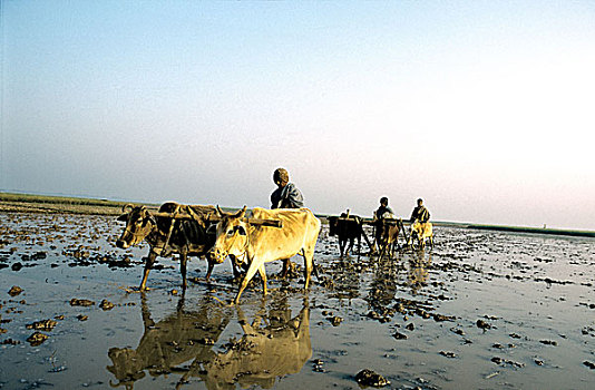 农民,耕作,作物,地点,农业,孟加拉