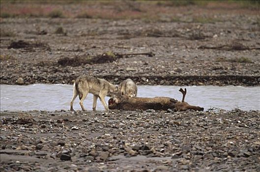 大灰狼,狼,驼鹿,美洲驼鹿,畜体,德纳利国家公园和自然保护区,阿拉斯加
