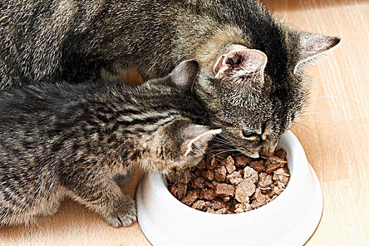 母兽,猫,小猫,吃,碗