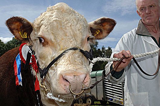 赫里福德,公牛,农业,展示,北爱尔兰