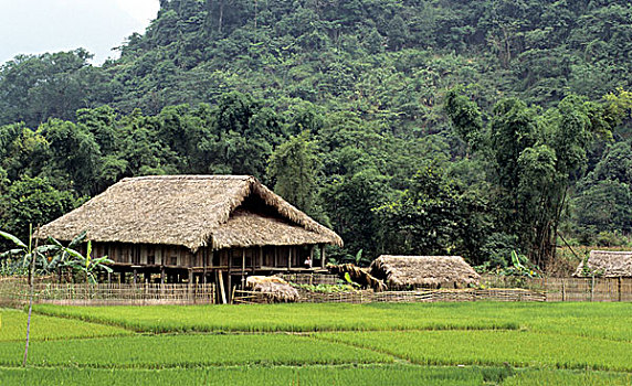 房子,稻米,稻田,越南,东南亚