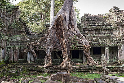 庙宇,遗址,繁茂,树,吴哥,柬埔寨,亚洲