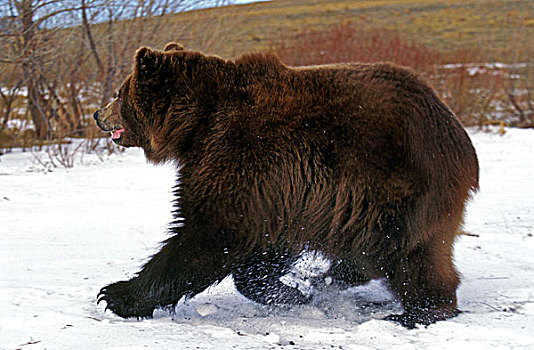 科迪亚克熊,棕熊,成年,走,阿拉斯加