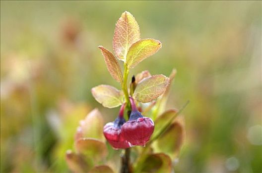 蔓越莓,达特姆尔高原,国家公园,德文郡,英格兰
