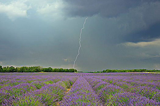 雷暴,闪电,上方,英国,薰衣草种植区,瓦伦索,高原,普罗旺斯,法国