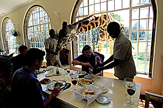 肯尼亚,内罗毕,区域,长颈鹿,庄园,邀请
