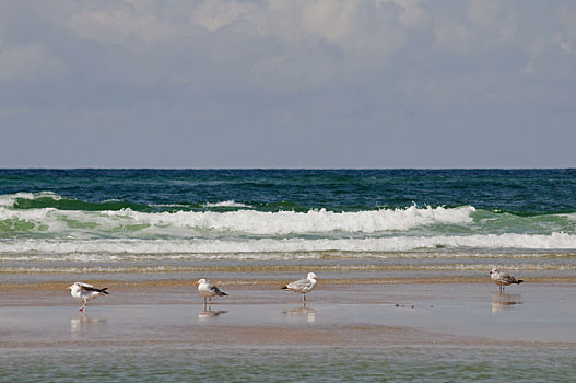 海鸥,沙滩,北海,海岸,白天,波浪