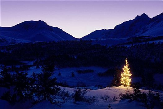 灯光,圣诞树,山坡,楚加,冬天