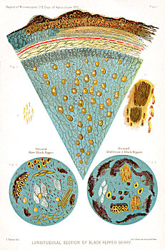 剖面,黑胡椒,浆果,报告,农业,美国,插画