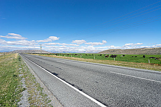 道路,靠近,草场,夏天,新西兰