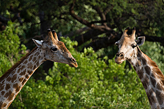 两个,长颈鹿,叶子,奥卡万戈三角洲,博茨瓦纳