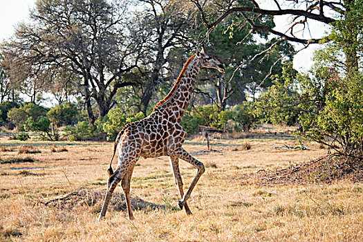 长颈鹿,走,树,草,背景,大幅,尺寸